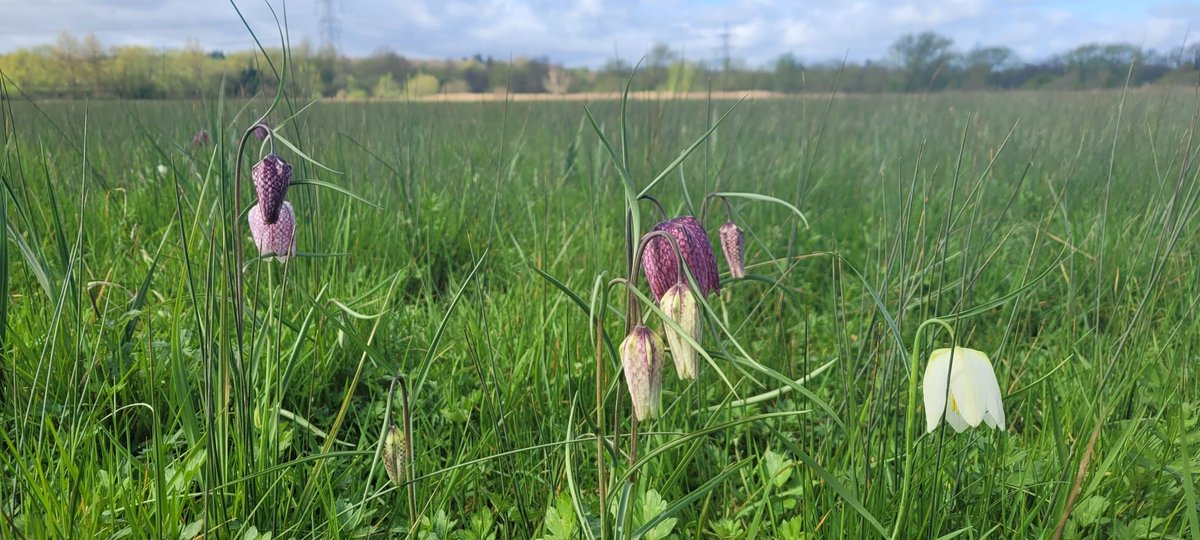 The snake's-head fritillaries are starting to bloom at #IffleyMeadows but the site's still very water logged. They should be at their peak in a couple of weeks. If you're visiting please avoid trampling the plants. 💜