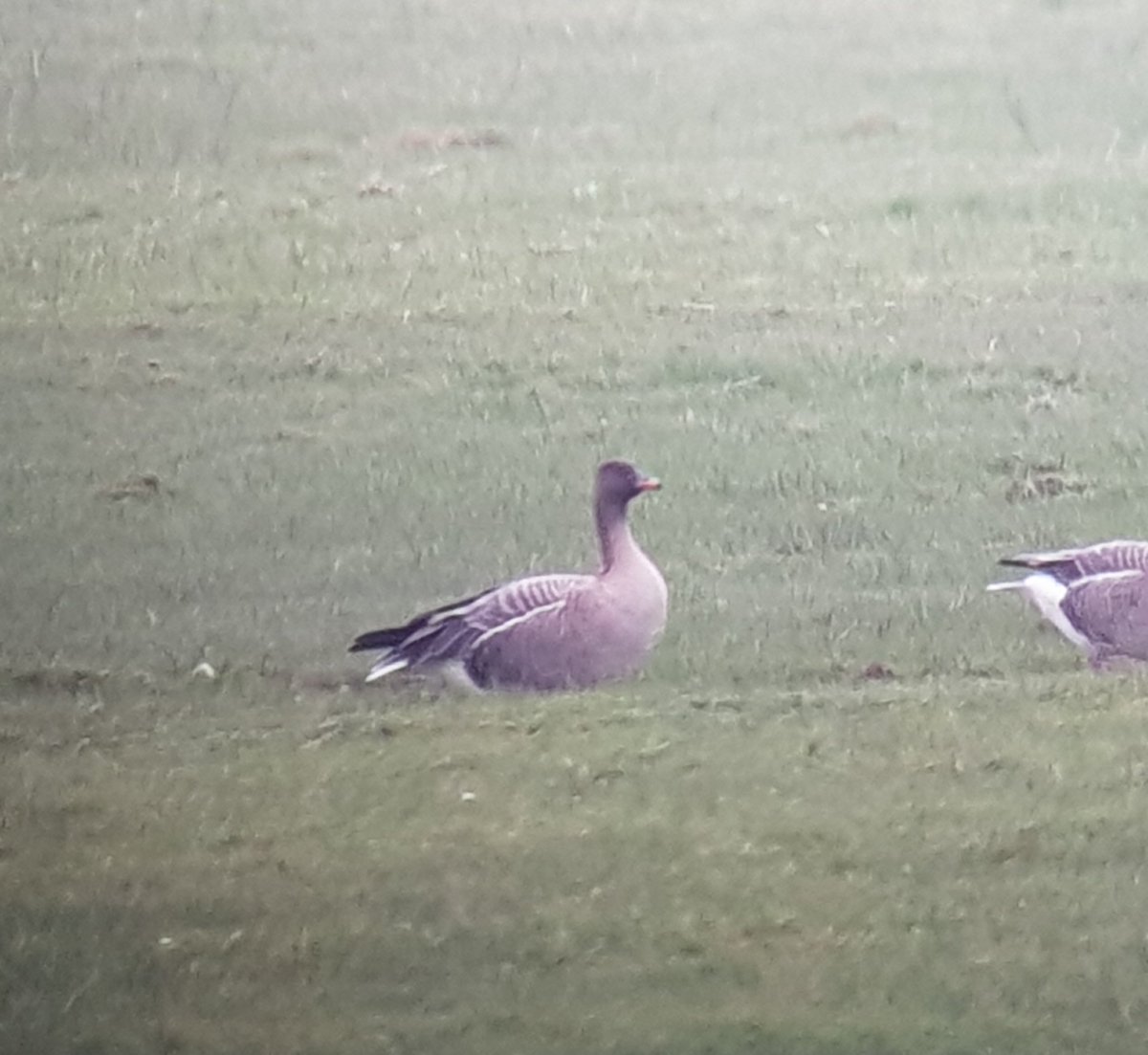 Quick stop at Banc y Lord, small flock of Pinkfoot still here, handful of Swallow over the marsh. No sign of the Water Pipit.