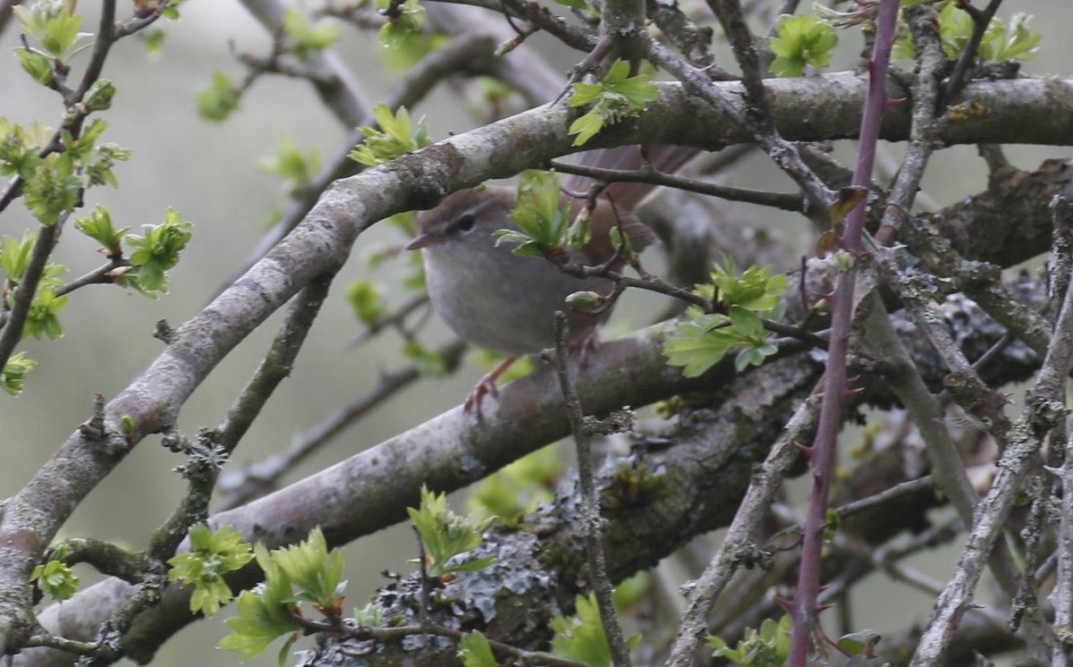More hints of spring at Unstead this morning. 3 Cetti's , FOY House Martin & Whitethroat. @SurreyBirdNews