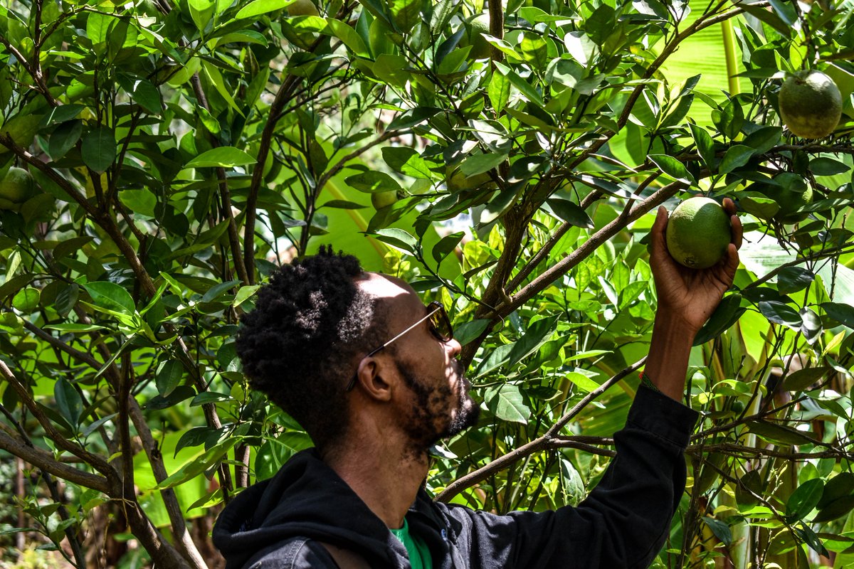 When you ask for food you'll get crap and poison, for food sovereignty it mean you have to get your hands dirty and plant clean organic food, preserve biodiversity. @PeasantsLeague @routetofood @foodcoopkenya @Article43Rights @OsiepeSango #FoodSovereigntyNOW