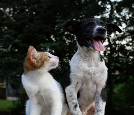 Not wishing to leave a much-loved pet can be a barrier to leaving an abusive relationship. Pet fostering services run by @CatsProtection and @DogsTrust care for cats and dogs while owners are in refuge or temporary accommodation: bit.ly/AWAPets #Caturday @CPChiltern