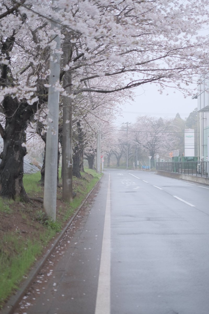 桜と霧といつもの道
お出かけ前にちょっとだけ(´ω`)🌸

#fujifilm_xseries #Xpro2 #50mm #桜