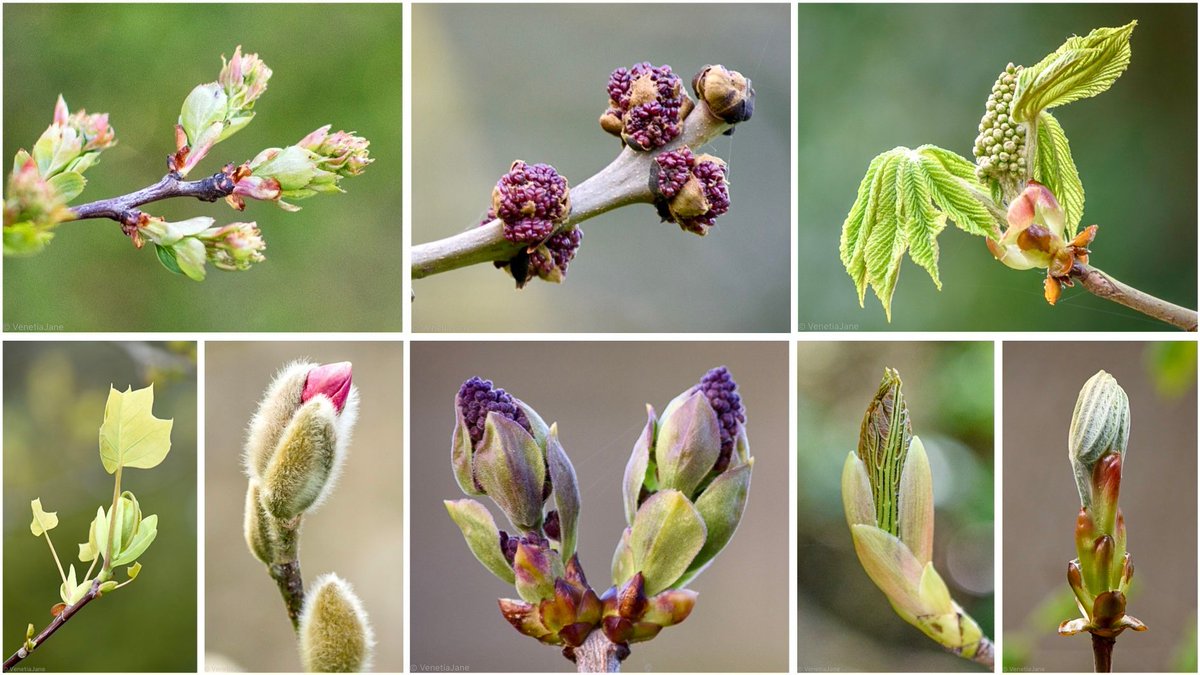 April comes from the Latin word 'aperire' meaning 'to open' or 'spread out'. The Romans gave it this name as an expression of ‘nature's quickening’ during this month, when the trees and plants burst into life, and their leaves and flowers unfurl from the tightest of buds. #nature