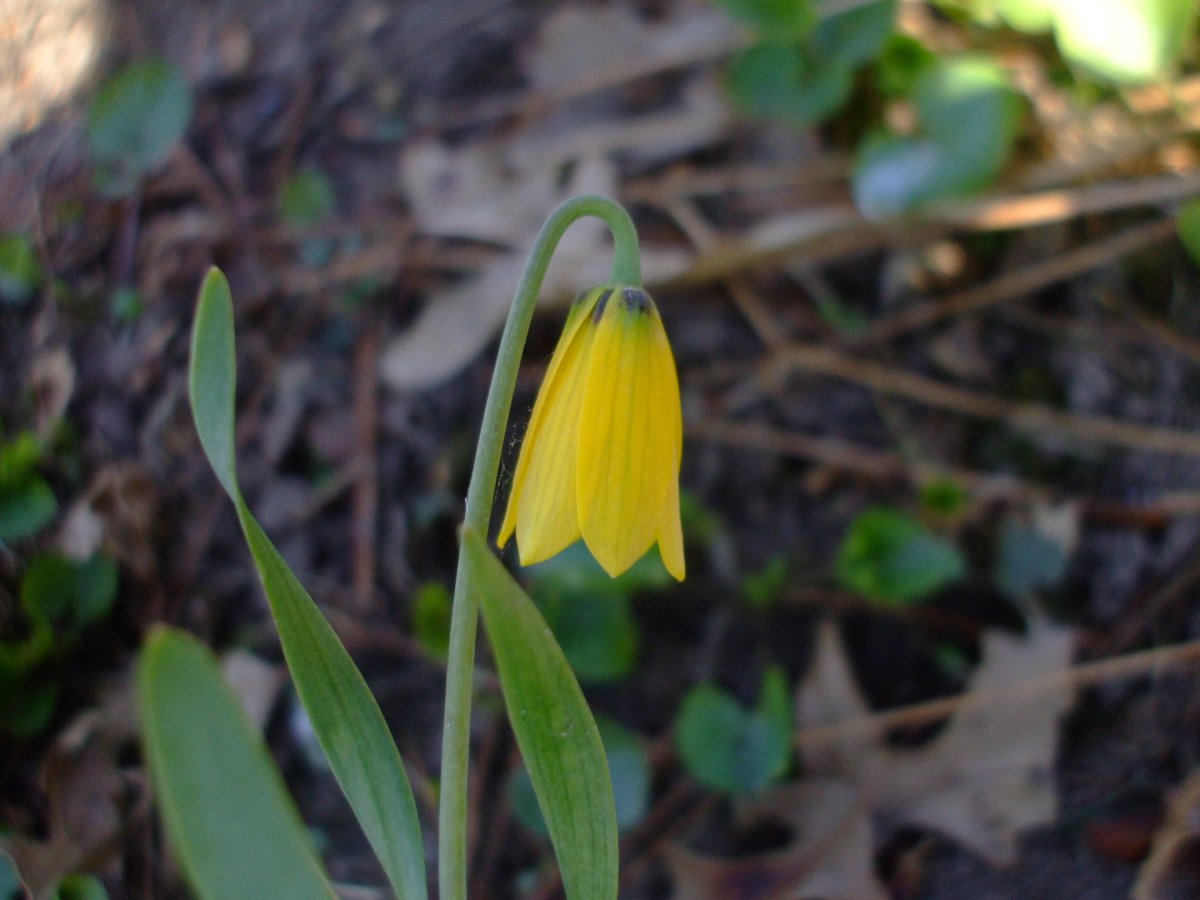 Fritillaria pudica