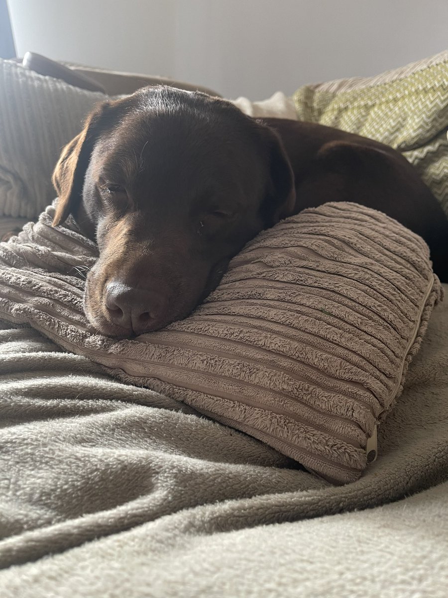 It’s tiring work being this cute 🥰 N&R x #NalaAndRufus