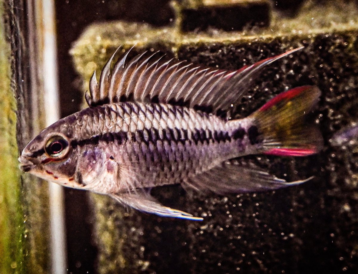 picotin0124's tweet photo. https://t.co/Ktqiox4tKL.D28

#アピスト
#アピストグラマ
#apistogramma 
#ヴィエジタ
#d28
#aquarium 
#アクアリウム
#tropicalfish 
#熱帯魚 https://t.co/6l6mmugWy1
