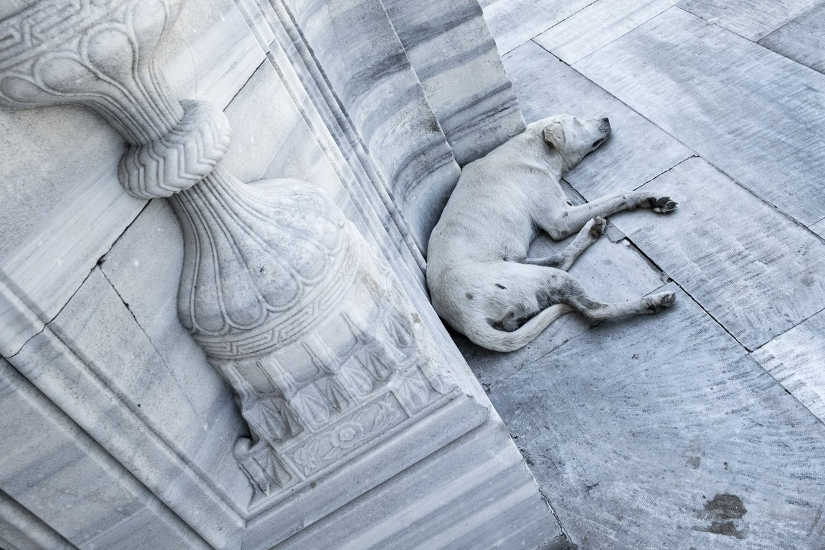 Gm legends  &amp; Happy Weekend🫡

From Istanbul Streets with Loves 📸

$block <a href="/GetBlockGames/">BlockGames</a>