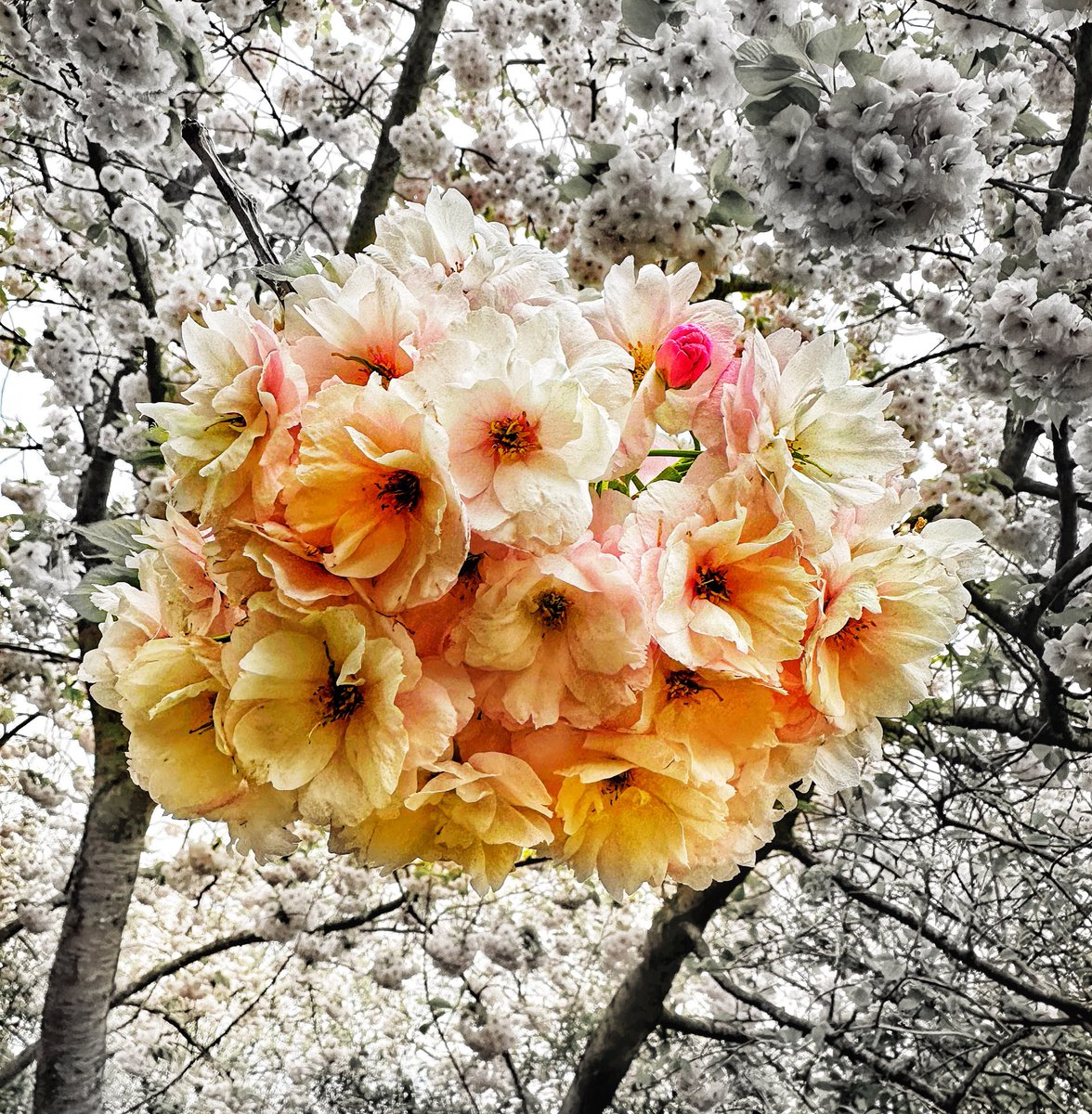 Spring is springing! 🌸❤️🌸 #nature #natureconnection #blossom #sakura #trees @keeper_of_books @SAKURAProject @theblossomtree @Lovly_Nature