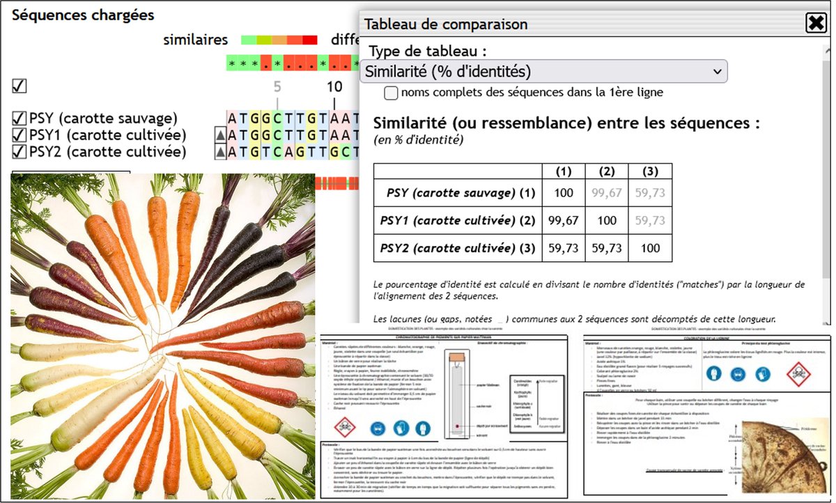 ianSVT_Aix_Mrs's tweet photo. La domestication de la carotte, réalisation d'un #podcast à partir de protocoles expérimentaux et ressources variées dont #genigen2. Activité en terminale spécialité, sur le site #SVT de l’@ACAixMarseille
https://t.co/nO0HCzfEe3 https://t.co/y3lyC5pjnY