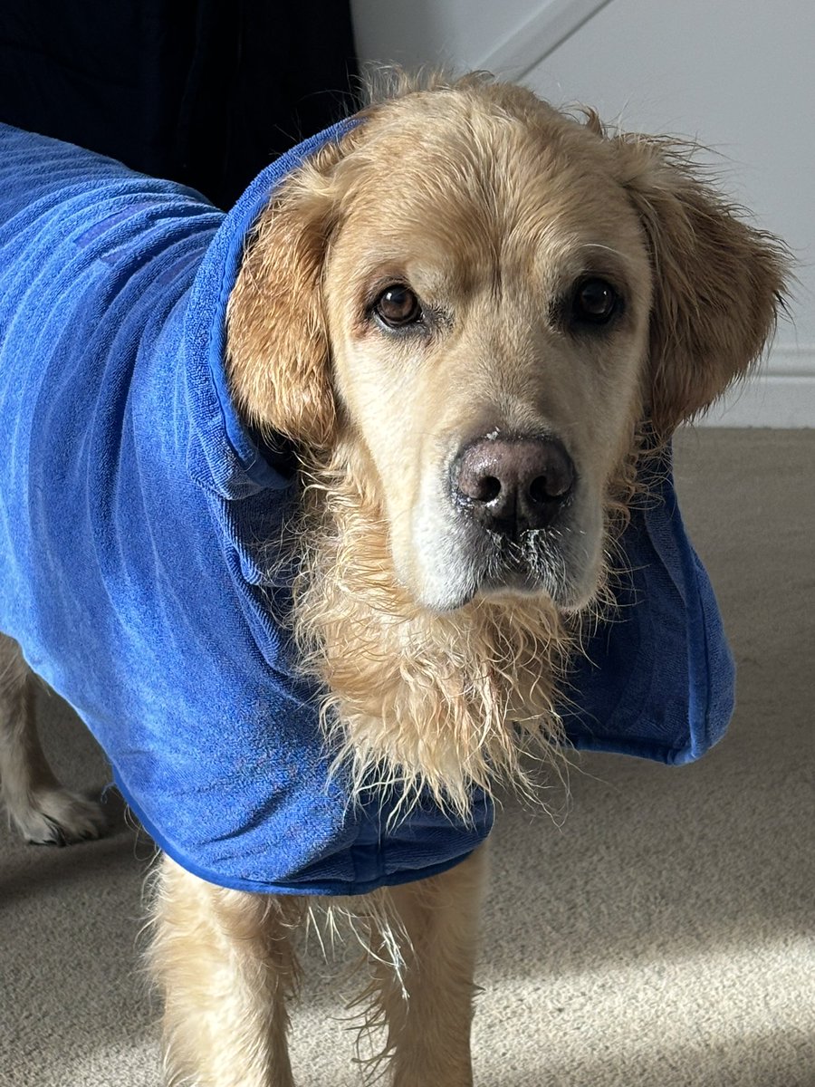 Great start to the morning…. I hate bath season… #dogsoftwitter