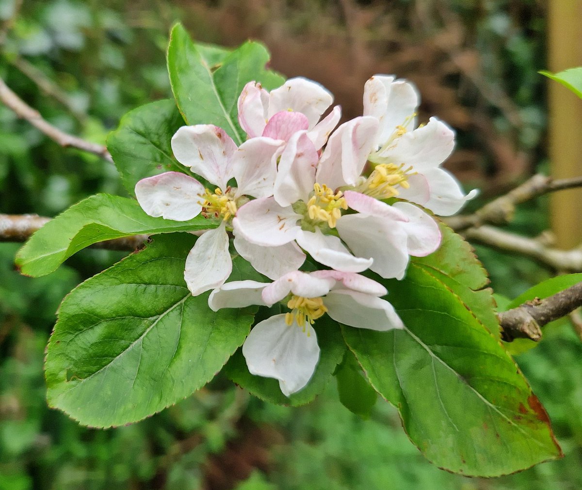 The first #blossom of my  #Somerset #garden crab apple trees yesterday! The greengage blossom has hung about, probably desperate for sunshine to bring the  pollinators! 💚🌺
#BlossomWatch #GardenersWorld  #nature #flowers #GardensHour