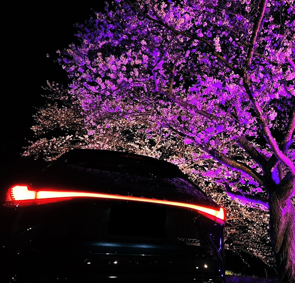 c86546341's tweet photo. 先日、夜桜見に行ってきました。
夜の黒は映えない😟いや、やっぱりスマホでは限界があるなぁ。 https://t.co/rmx7yKsBNJ