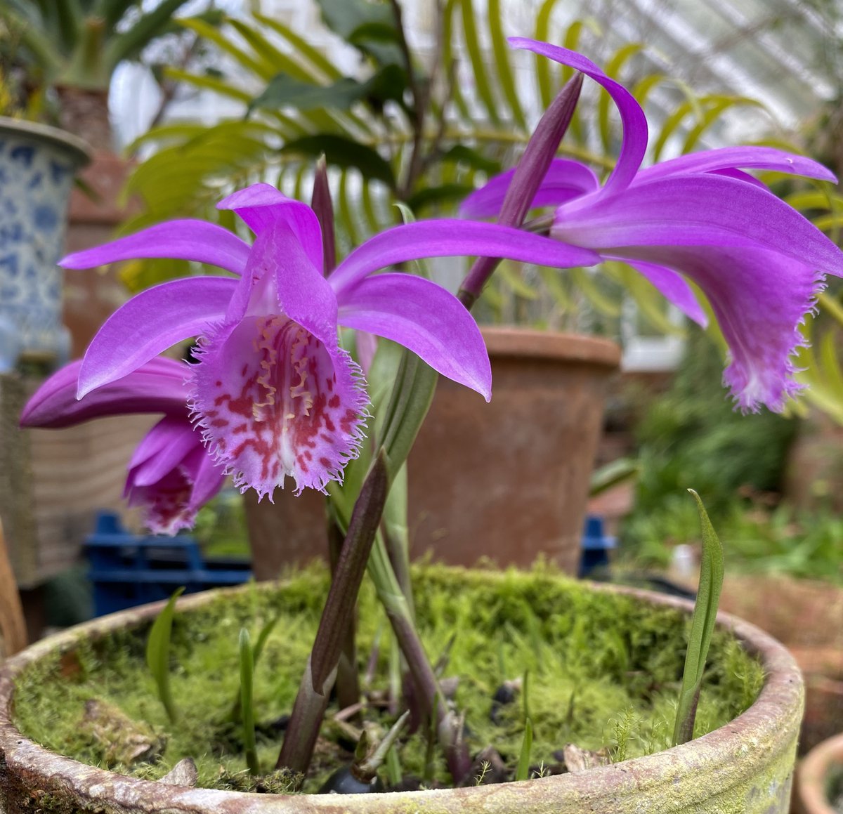 It maybe a little windy this weekend but there is always a warm welcome for you at Hergest Croft Gardens and Maples Tearoom. Explore our fabulous 70 acre gardens and marvel at the breathtaking variety of Magnolias, Rhododendrons and Camellias which are all in full bloom.