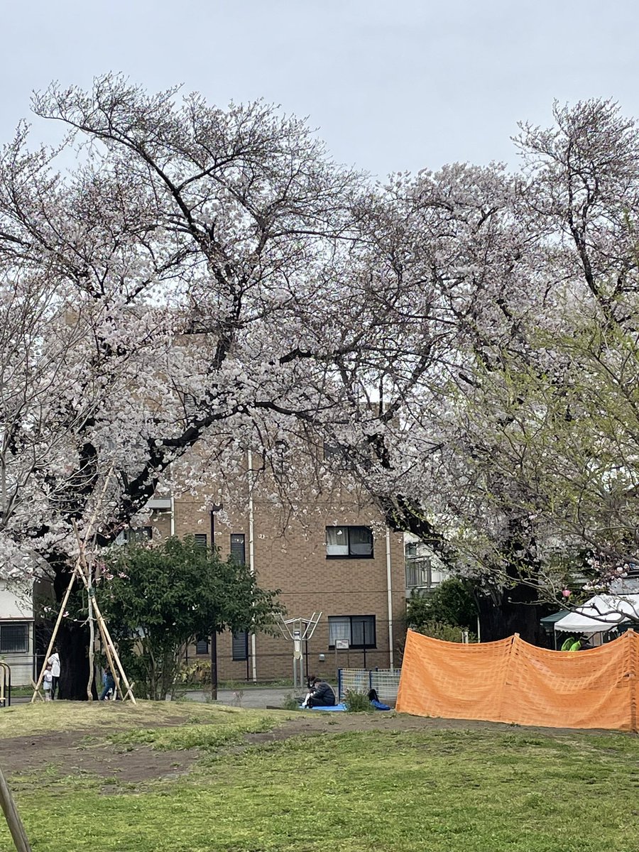 hisatomihome's tweet photo. 4月6日（土）電車の見える公園の桜🌸
明日が完成な満開🌸ですかね🐶☺️ https://t.co/Wl9q1bQEyc