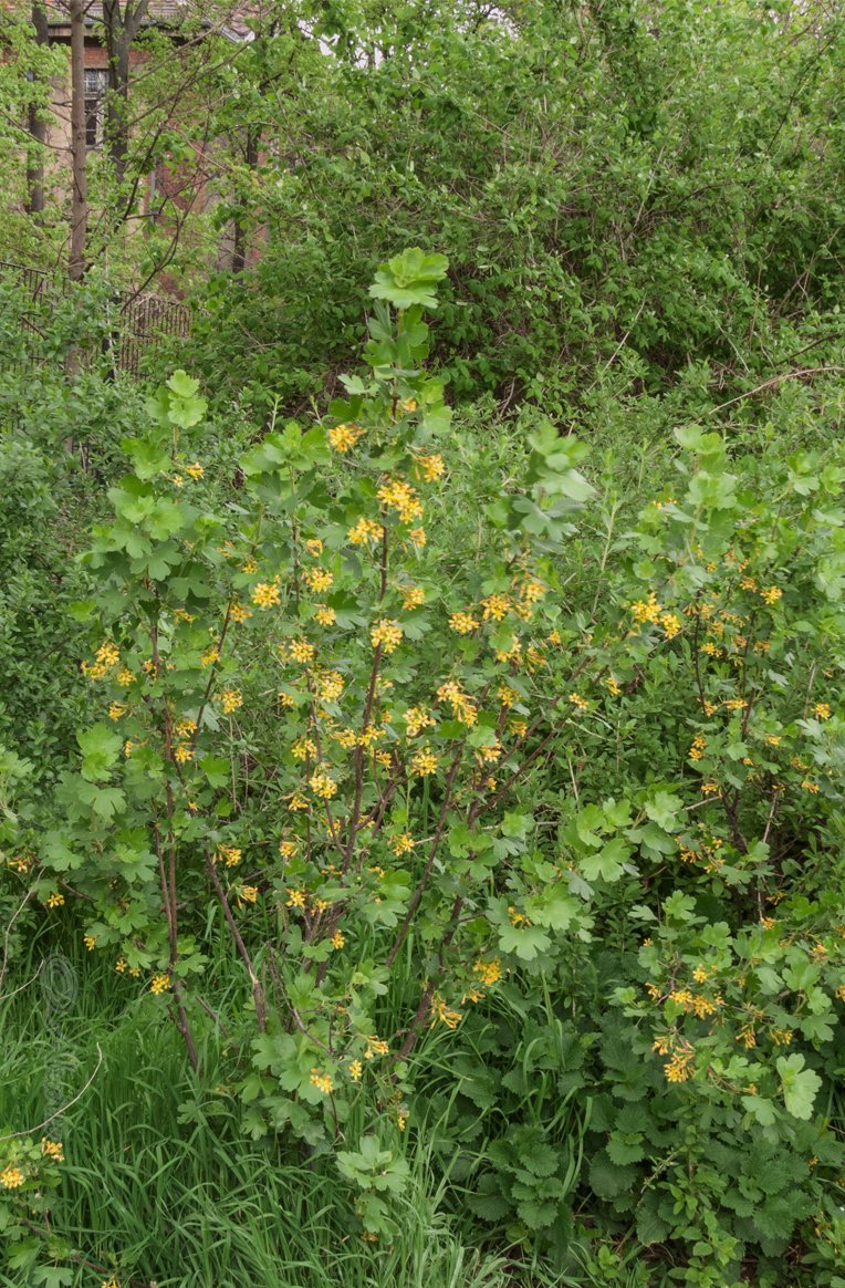 aharu42's tweet photo. Golden Currant (Ribes aureum) with the Ladybug as a guest star.
#photography #NaturePhotography #currants #goldencurrant #ladybug https://t.co/SNQ55pOnVc