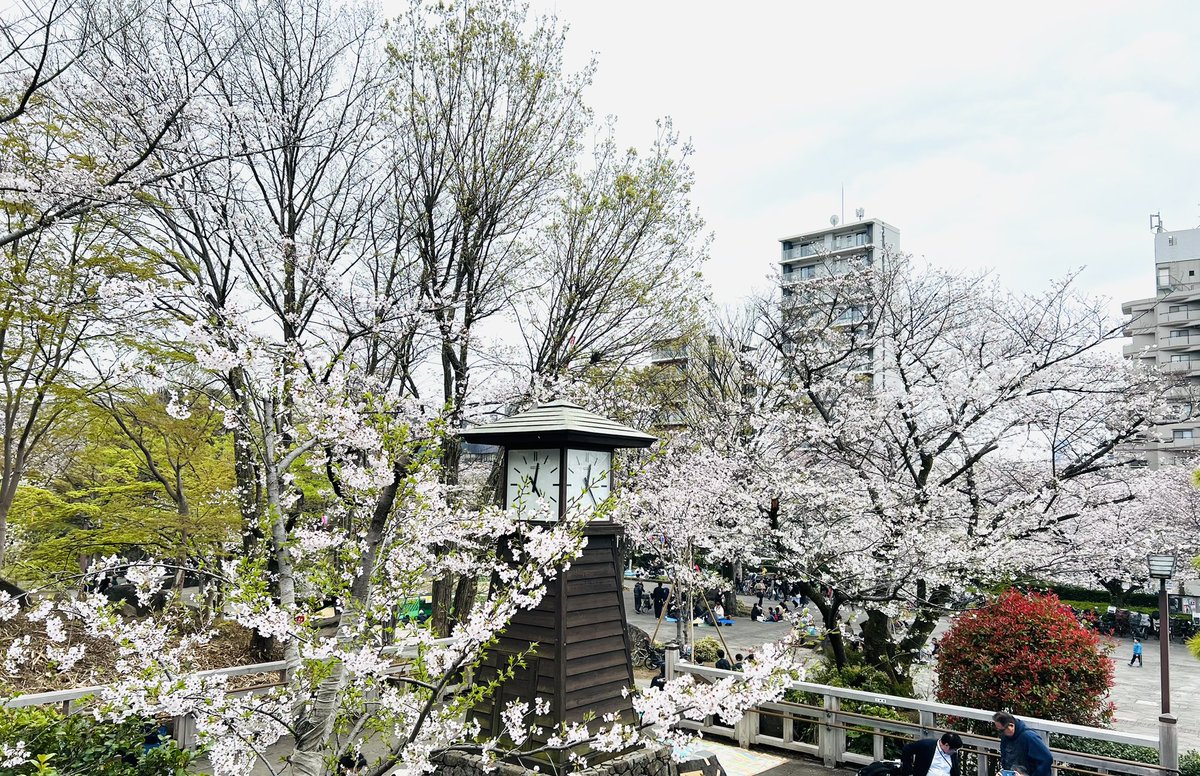 王子の日本一短いケーブルカーとさくら、音無川の桜並木、飛鳥山公園の桜 令和6.4.6撮影