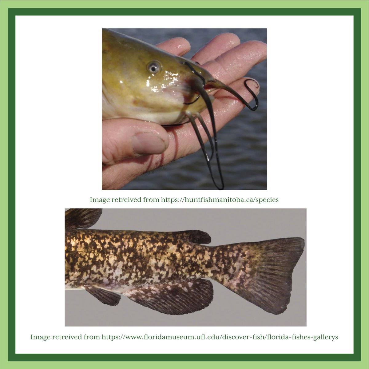 afs_ontario's tweet image. Our #species for this week’s #identifriday is an important clan symbol of the Ojibwe people. Can you guess what it is? #fishID #fisheries #ontariofisheries #americanfisheriessociety