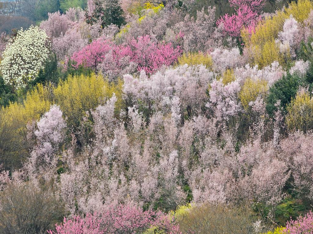 花曇りの桃源郷

.
#花見山生け花の里
#ふくいま　
 #空ネット  
#ふくしま撮る旅