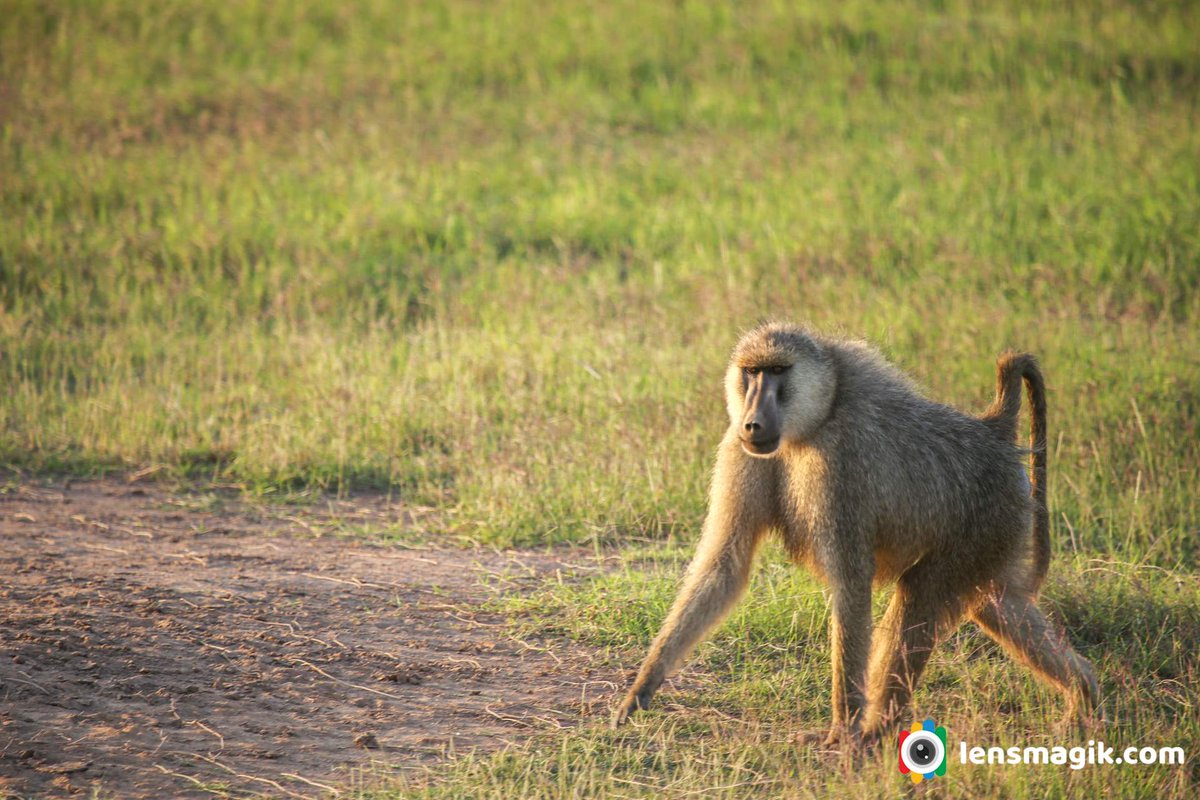 Yellow Baboon bit.ly/4arVCSr Old World Monkey #yellowbaboon #oldworldmonkey #typesofbaboon #baboonmonkey #monkey #aboutyellowbaboon #factsaboutbaboonmonkey #vervetmonkey #mammals #masaimara #amboselinationalpark #kenya #wildlife #wildlifephotography #wildlifekenya