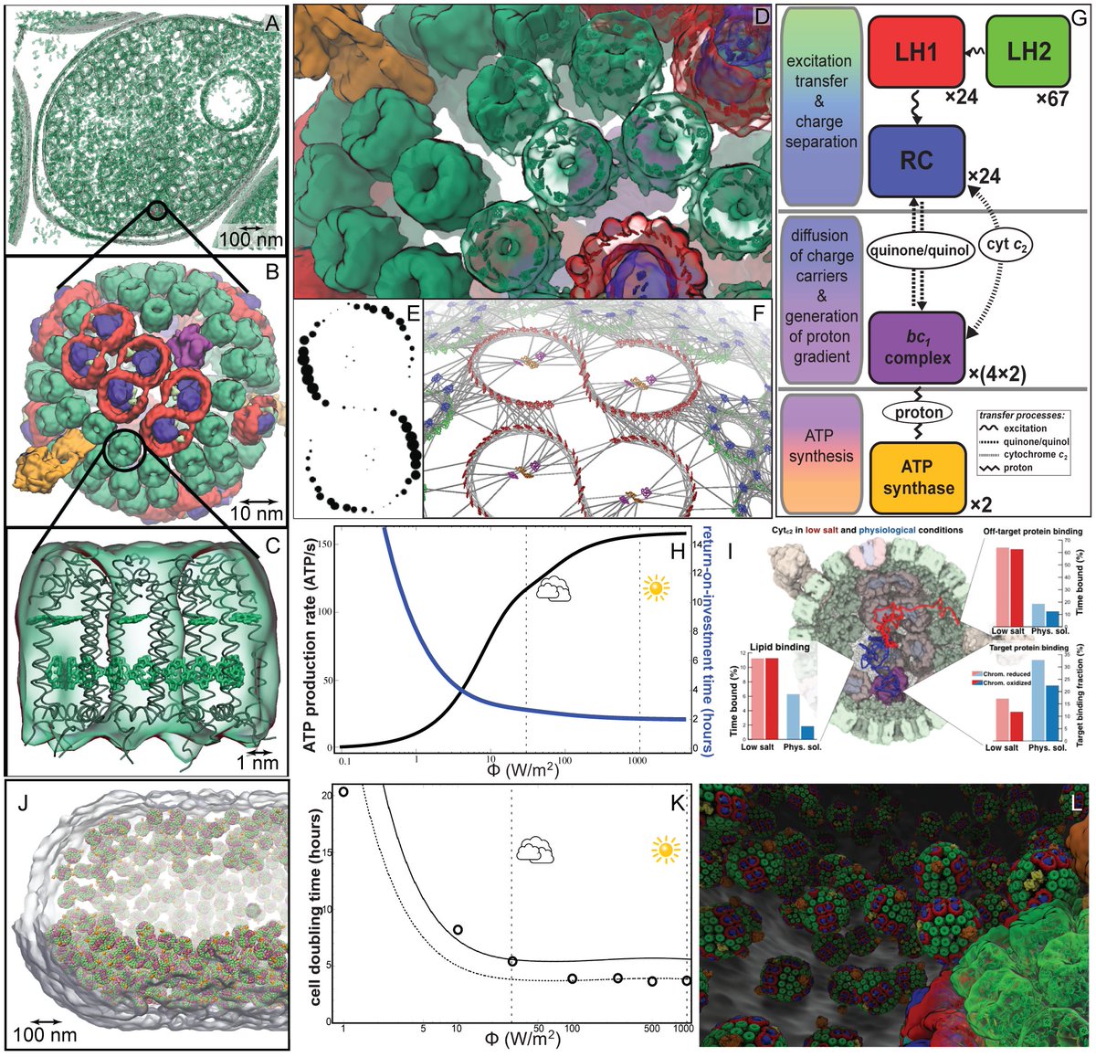 abhisekhsingha1's tweet photo. Wrote our hearts out in this perspective on 'Computational Bioenergetics' :)

@AdamPirni @farid_ranel &amp; @sumit15_ covered 250+ articles from the last 2 decades. 

Big thanks to the  #photosynthesis &amp; #compchem  communities !!

Hope you find it useful. 

https://t.co/7iJ2xnx8NP https://t.co/cyfmw8vy1t