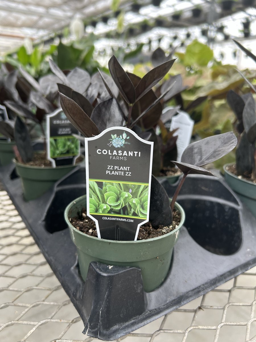 These black 🖤ZZ plants 💤🪴are so unique and definitely something you do not see every day 🌱 #plants #tropicals #ZZplants