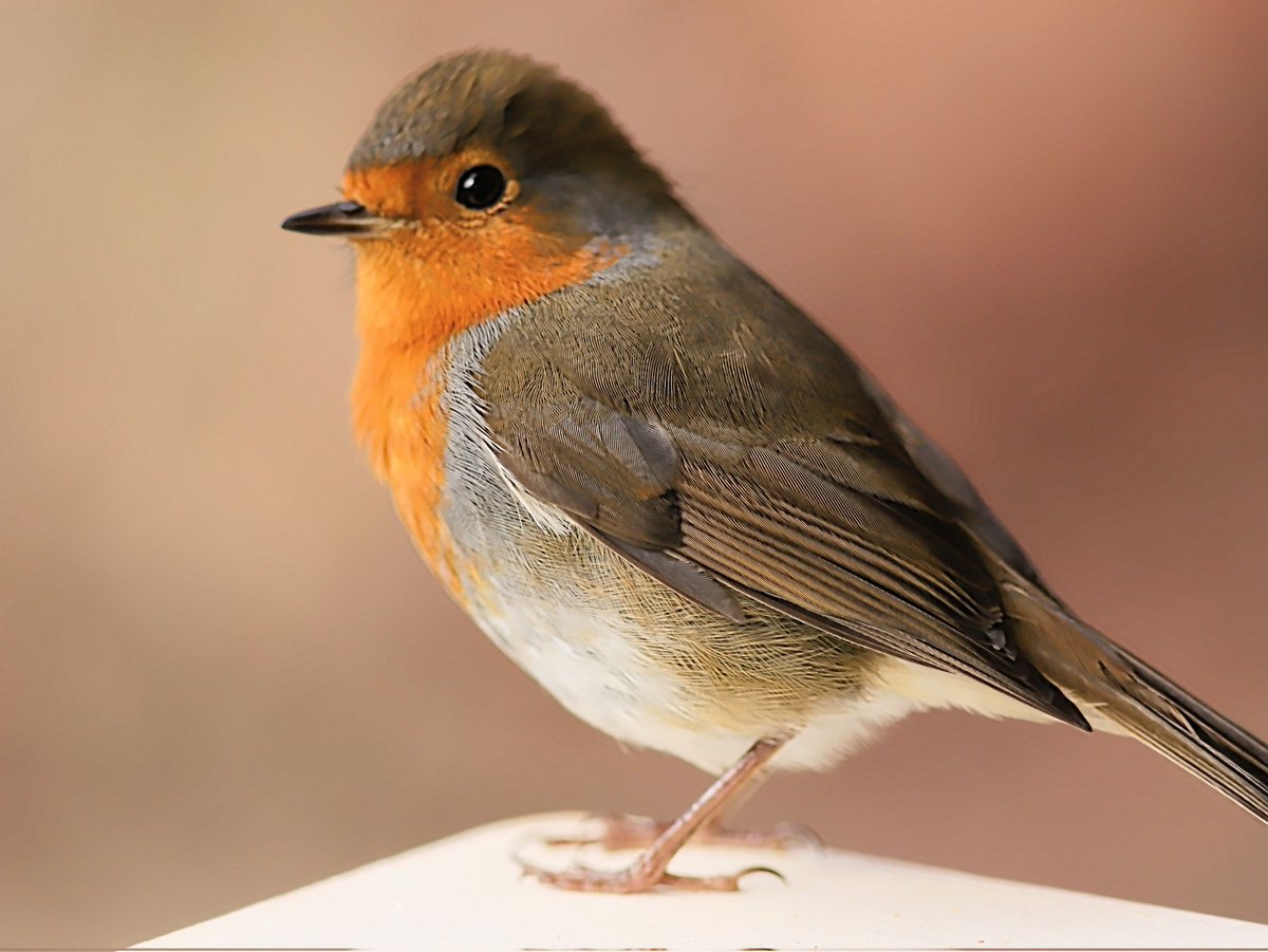 My garden Robin 'Twiglet' comes to see me on my balcony quite often now. I think he's telling me he wants mealworms #DDOR