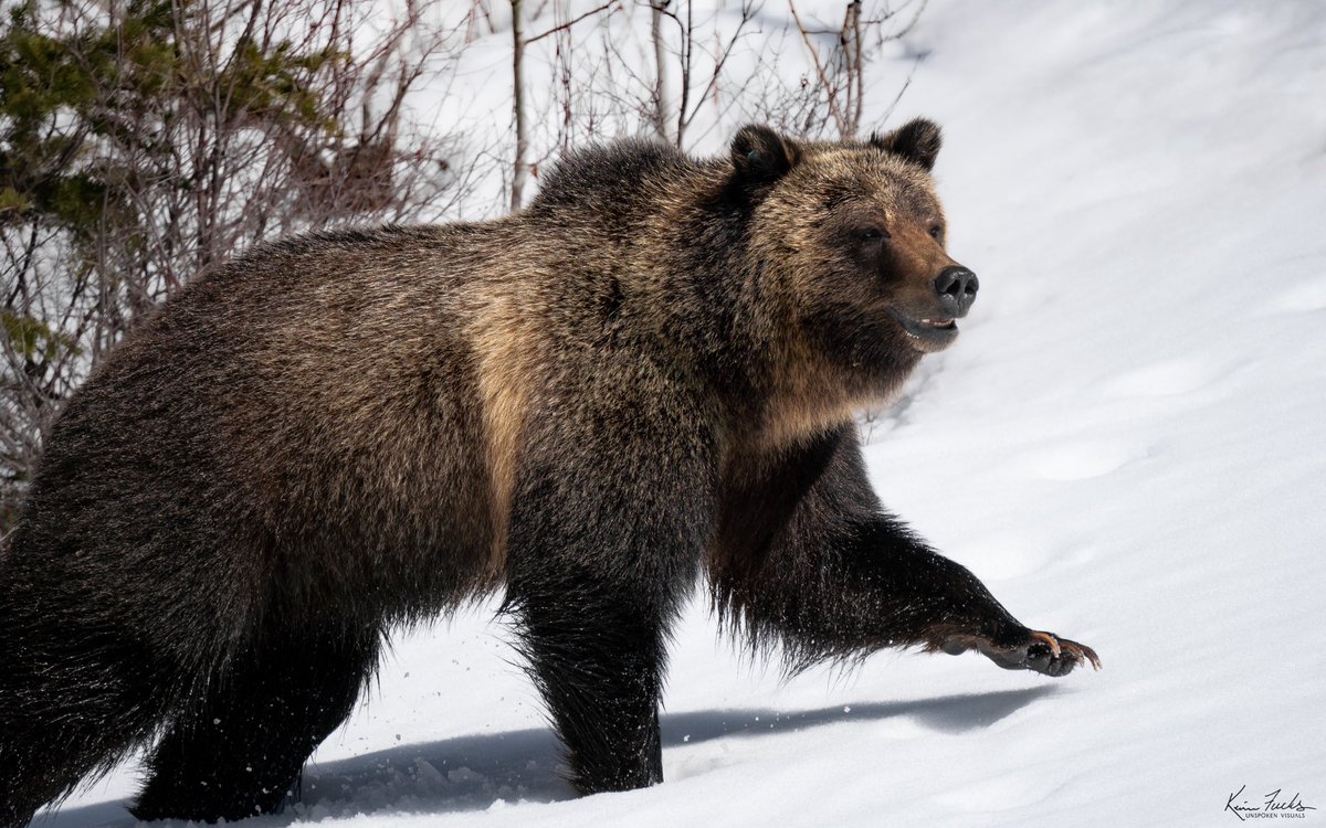 Spring time #grizzlybear on this amazing Friday! First grizzly bear for the season! instagram.com/unspoken__visu… #grizzly #bear #grizzlybear #grizzlybears #wildlife #photography #wildlifeonearth #wildlifeofinstagram #wildlifephotography #wildlifeplanet #wildlifeaddicts