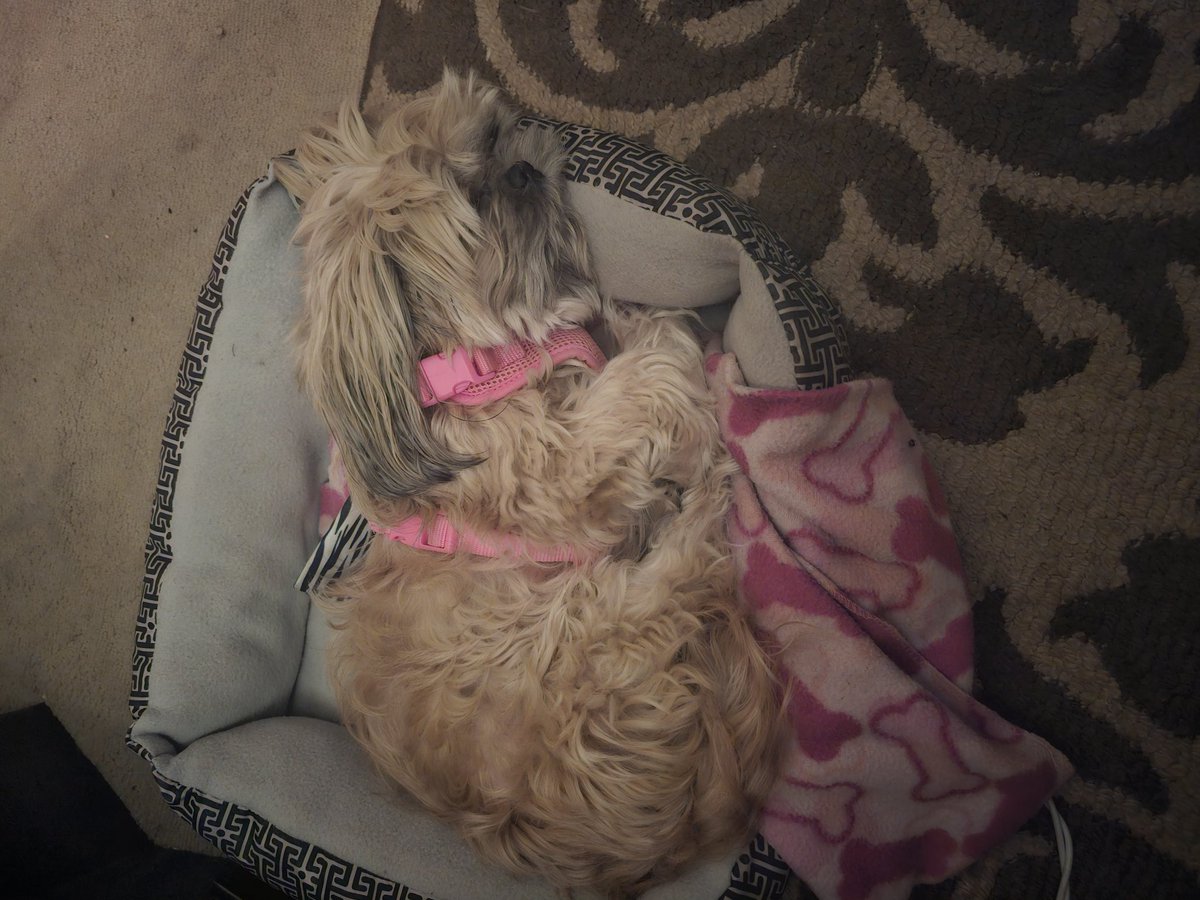 Abronxgal's tweet photo. Bedtime doggy .. https://t.co/yjtgOCh0Lk