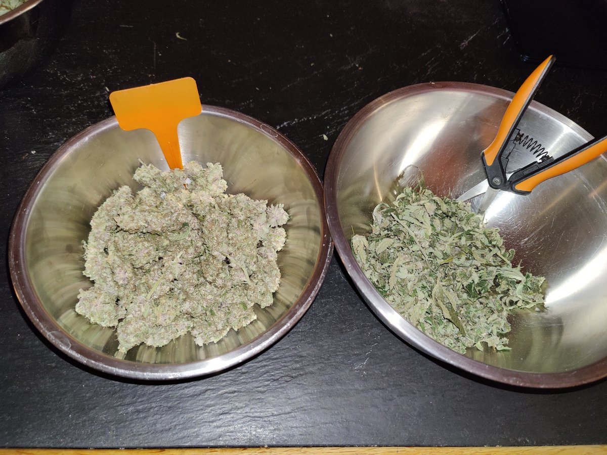 DjangoElRey's tweet photo. GuMo #Weedmob 🥱☕️ #Nachtschicht
... heute Nacht war #Ernte Teil 2 🌾 (+ 120 g)
Es wurde erneut nach 8 Tagen Trocknung eingeglast.
#CanGIstDa #CanG #cang0104 https://t.co/gdtAwUNHtK