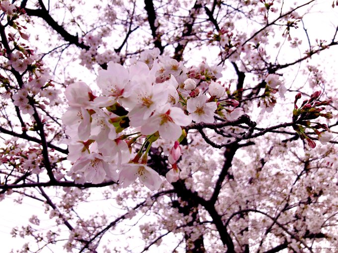 桜と自衛隊さんを見てきた 