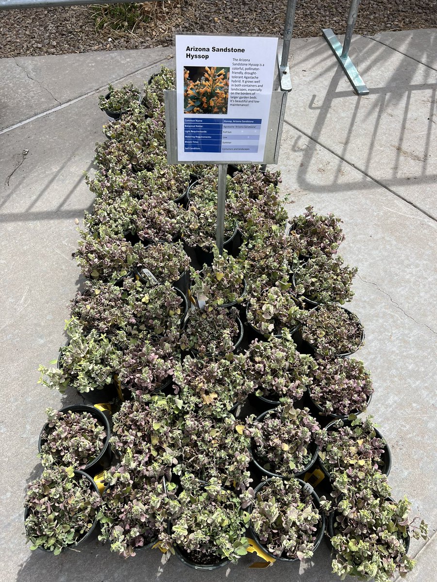 Just scored big at @UTEP Florafest with an array of native plants! Dr. Kevin Floyd's support was instrumental in kickstarting our school's native garden project. 🌿 Thanks for the guidance, Dr. Floyd! #Florafest #nativeplants #schoolgarden