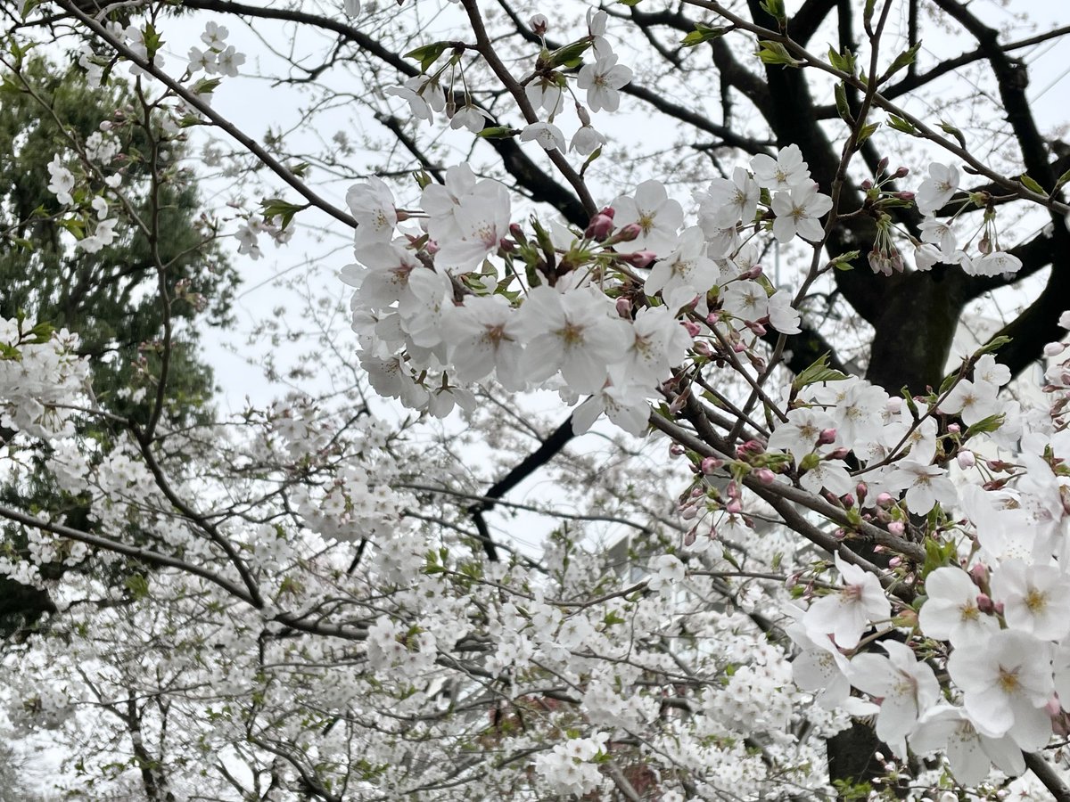 「今年の桜はちょうど入学式の時期にタイミング合った感じやね 」|ふうすけのイラスト