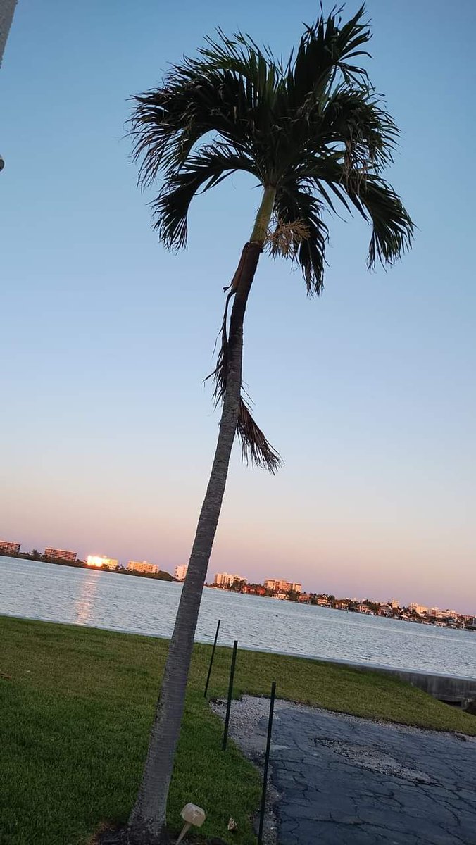 This could be your Neighbor... Palm Tree is right out the Door of the Waterfront Condo My Wife @ChristieDiLemme is literally staging right Now for an Open House Next Week👍💯🏠🌴 Interested in knowing more about the Absolutely Breathtaking Condo?.. call/text us directly at (561)…