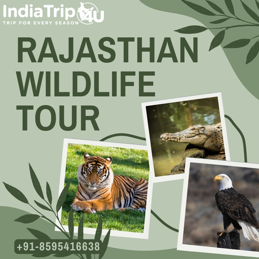 Explore the diverse wildlife of Rajasthan on an unforgettable tour 🐅🌿
.
.
.
#RajasthanWildlife #DelhiToRajasthan #WildlifeSafari #IndianWildlife #ExploreRajasthan #WildlifePhotography #IncredibleIndia #WildlifeConservation #RajasthanTourism #WildlifeAdventure