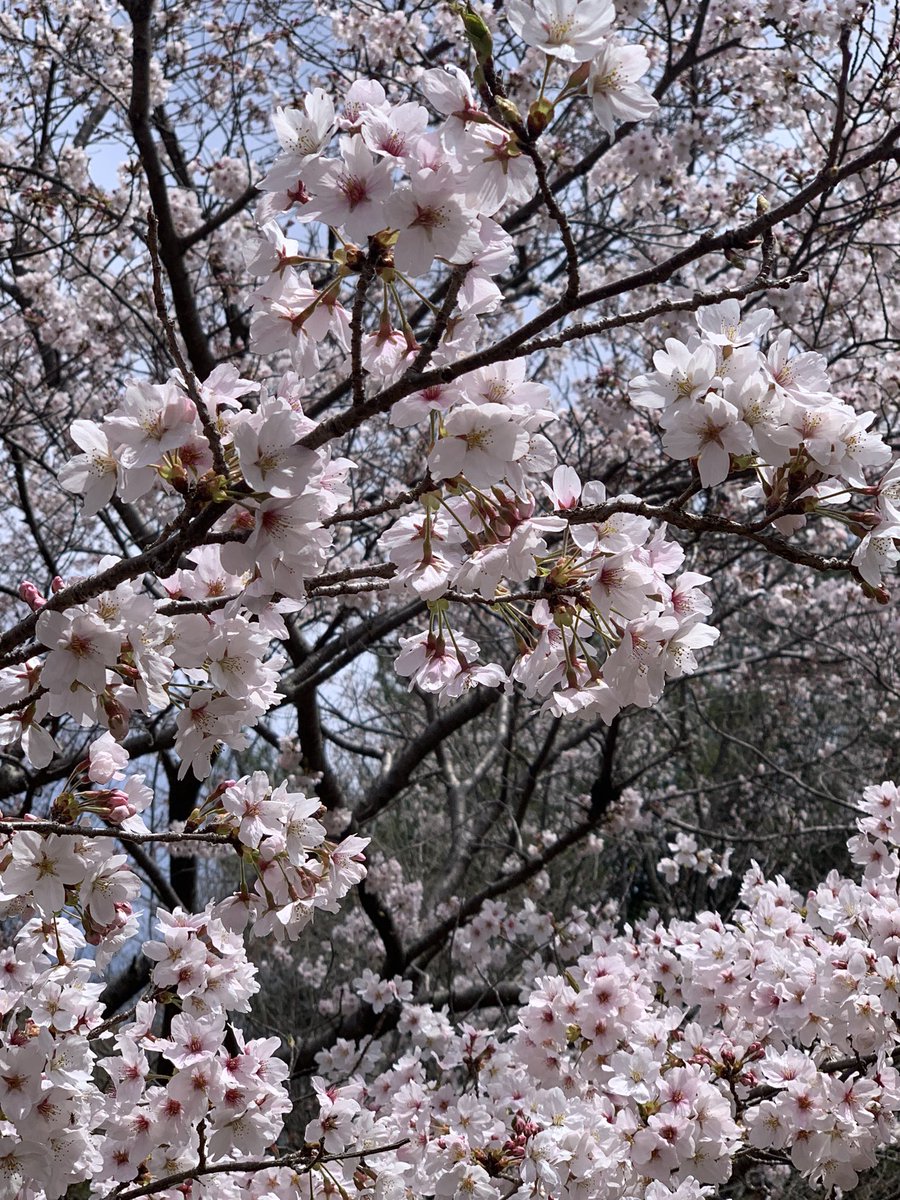 「桜満開 」|梅太（らるー）のイラスト