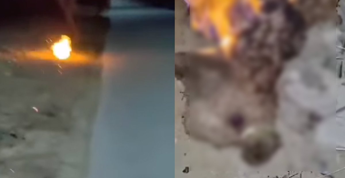 MothershipSG's tweet photo. M'sian dog shelter offering RM2,000 to find culprit behind video of dog set on fire https://t.co/5OPTpCJweI https://t.co/24iKh5ZKXo