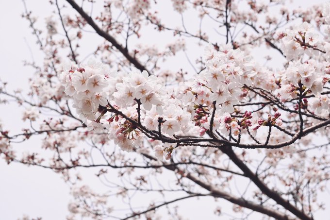 新しく買ったカメラで桜を撮って練習 