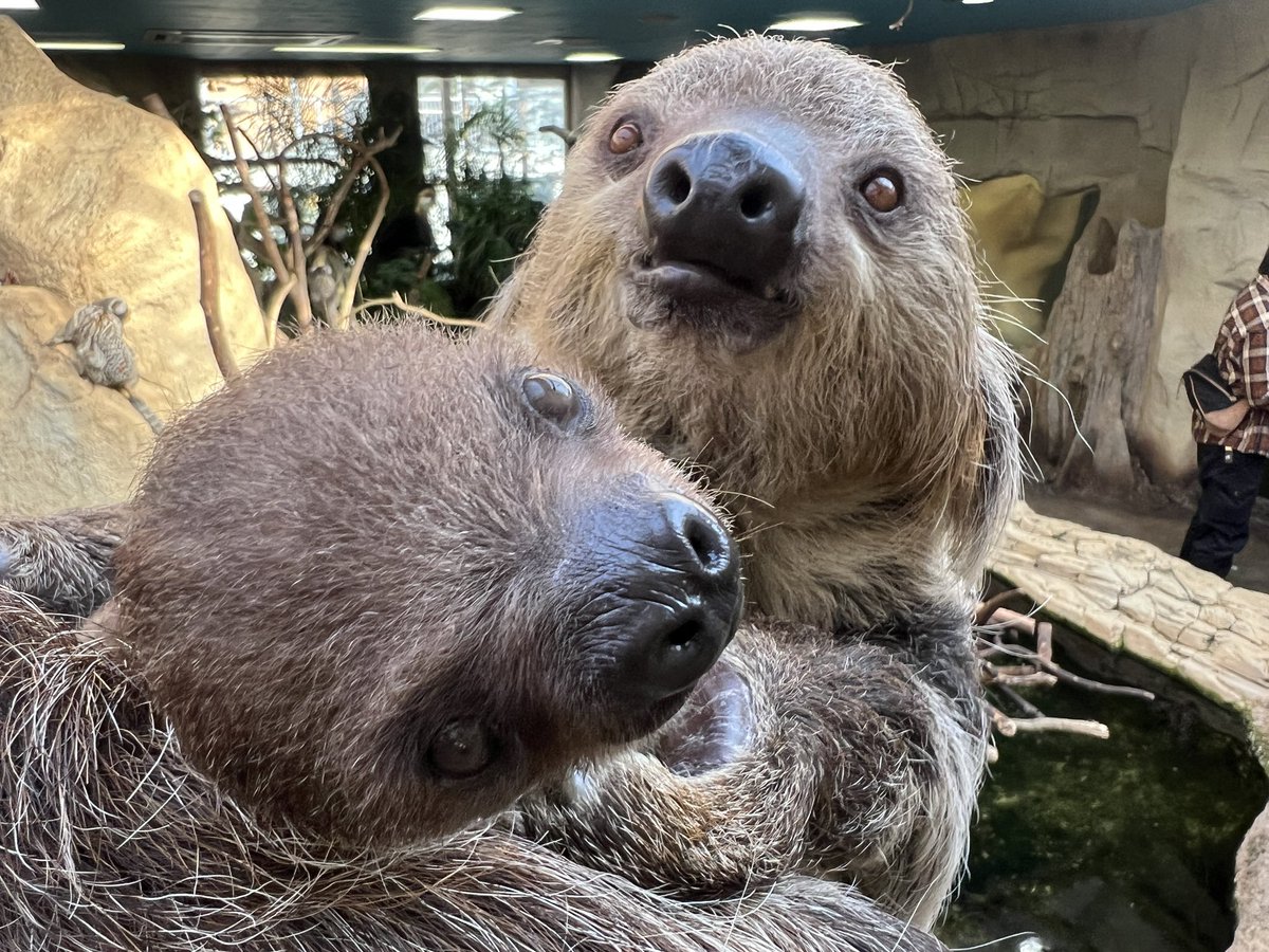 ㅤ
ナマケモノの赤ちゃんの名前募集は明日までです！
かわいい名前考えて会いに来てくださいね〜🦥🌱
ㅤ
#那須どうぶつ王国
#フタユビナマケモノ
#ナマケモノ
#なまけもの
#日本で1番かわいいナマケモノ
#sloth
#zoo
#animal