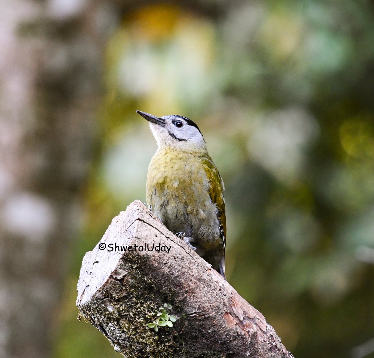 Make yourself as your first priority Grey headed Woodpecker #IndiAves #BBCWildlifePOTD #BirdsSeenIn2024 #birds #birding #TwitterNatureCommunity #birdphotography #photooftheday @NatGeoIndia @NatureIn_Focus @Advay_Advait