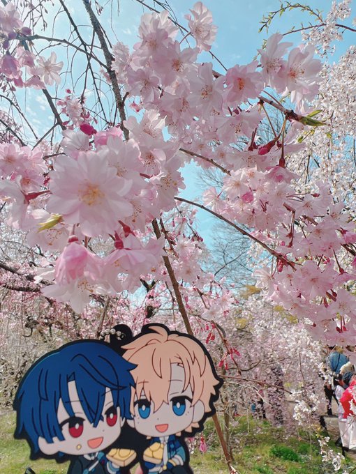 「青い眼 桜」のTwitter画像/イラスト(新着)｜5ページ目