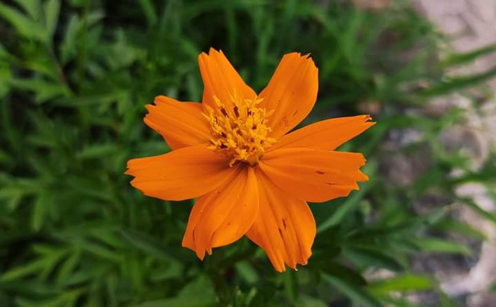 Simon🖤🧡 tweet media