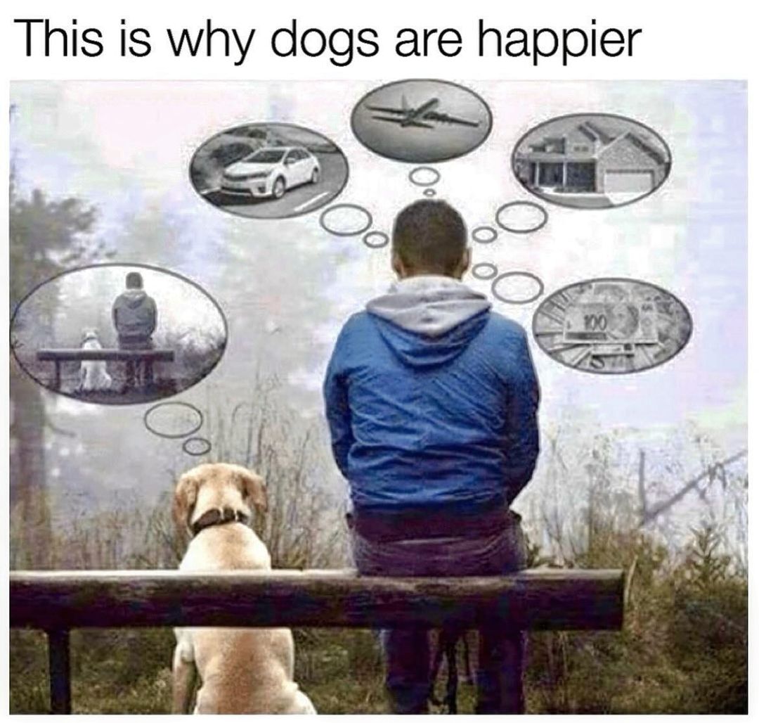 The Dalbo Dog tweet media