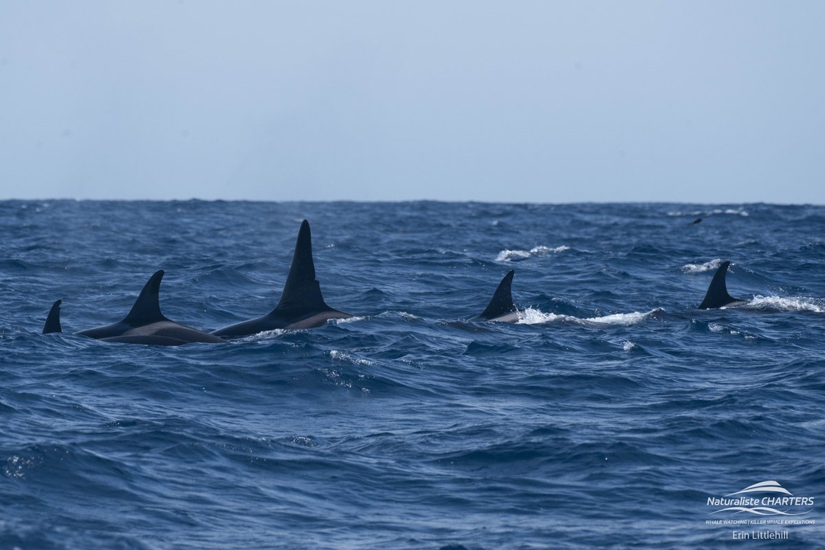 nat_charters's tweet image. 🌊 Sensational day in the Great Southern Ocean! 🐋 Blue whales, feeding frenzies, and playful encounters—our expedition was an ocean lover's dream come true! Dive into the magic with us. 📸✨ #OceanWonder #BlueWhales #MarineAdventure 🐬🌟#KillerWhales naturalistecharters.com.au/bremercanyonki…