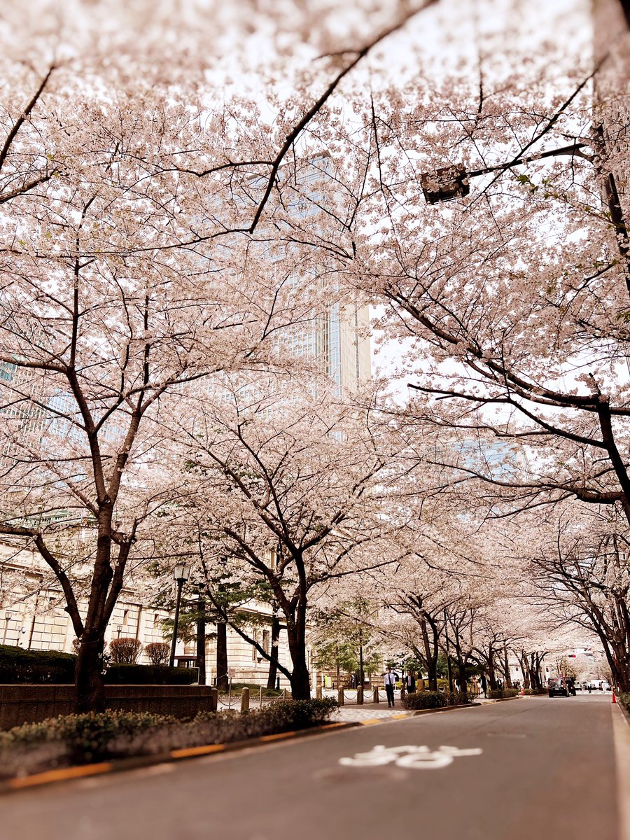 お散歩🐕‍🦺
日本橋の江戸桜通り
貨幣博物館の前
˶˙ᵕ˙˶)꜆ 桜のトンネル𓈒 𓏸𓈒𓂂𓂃🌸
満開の桜並木に大興奮
日本の桜は最高だね ੯‧̀͡u\

𖤣𖥧𖥣｡𖥧 𖧧𖤣 ｡𖥧𖥣𖥧 𖧧𖤣𖥧𖥣｡𖥧𖥧𖧧𖤣𖥧𖥣｡𖥧 𖧧

Japanese cherry blossom collection ·͜·
#桜
#散歩
#皇居
#風景
#写真
#日本橋
#三井本館
#江戸桜通り