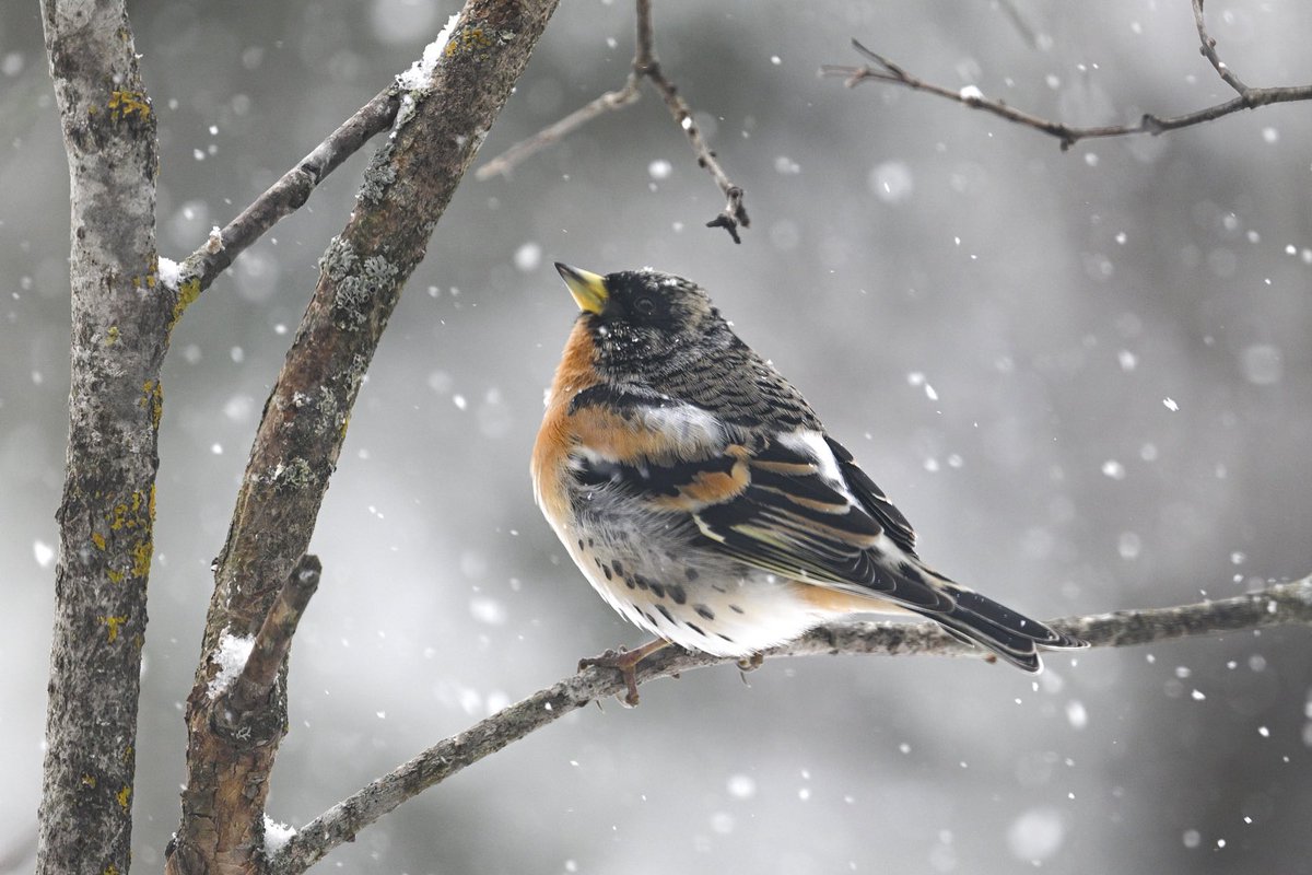 Nyt ovat muuttamassa olevat linnut hädissään takatalven vuoksi. 
Järripeippo Fringilla montifringilla