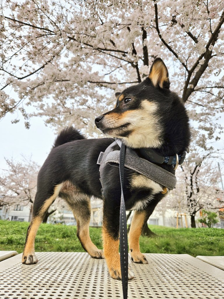 予行練習が功を奏した飼い主 ワンコも渋々お付き合いしてくれました。