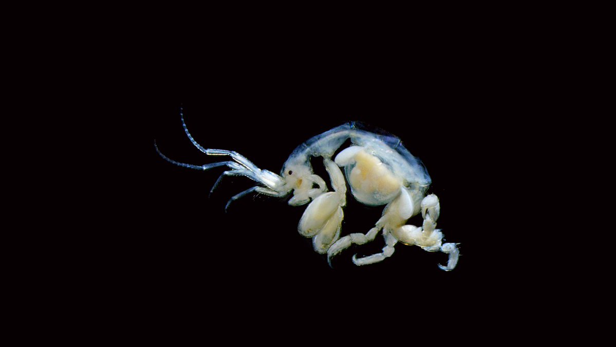 #NewSpecies! New amphipod from #korea just surfaced: Caprella megabranchia Treatment: treatment.plazi.org/id/03AF2E75-FF… Publication: doi.org/10.11646/zoota… @Zootaxa #FAIRdata #OA #science #taxonomy #biology #nature #biodiversity #conservation #wildlife #animals #crustacea #amphipods