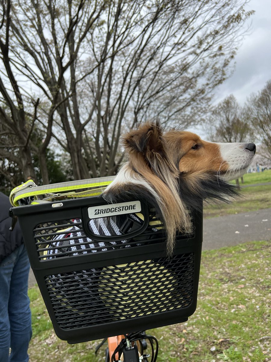 donguridog's tweet photo. いっぱい走って溶け犬 https://t.co/quaJ2xT8Tf