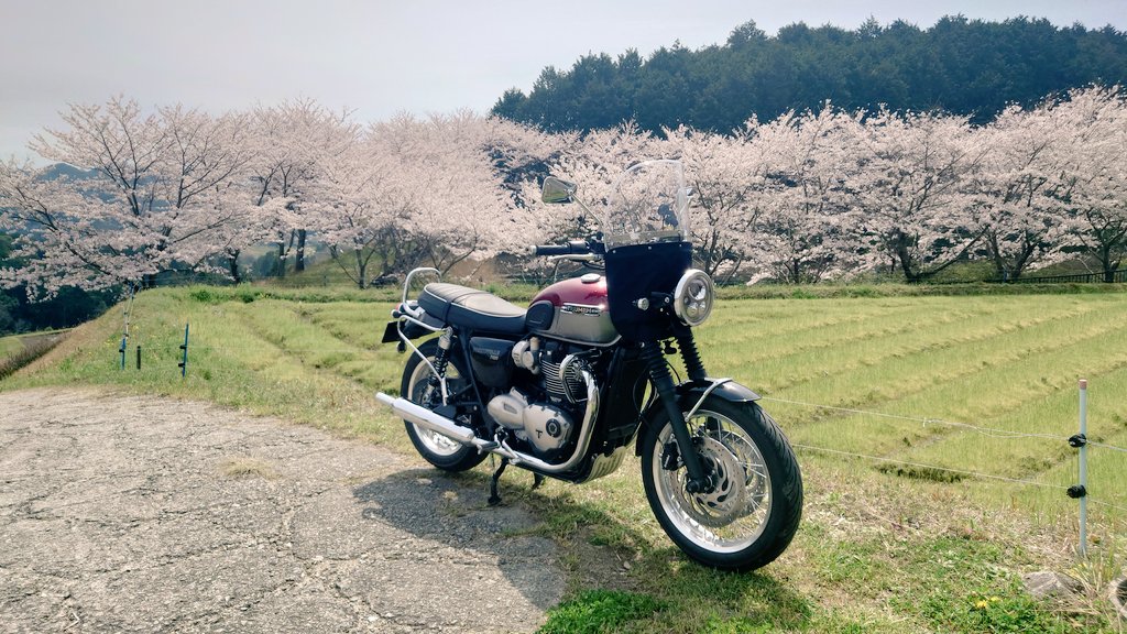arayaswallow's tweet photo. 桜きれいでした。

かじかドライブインで海老の柿の葉寿司買って帰りました。 https://t.co/PfAqZVILDq