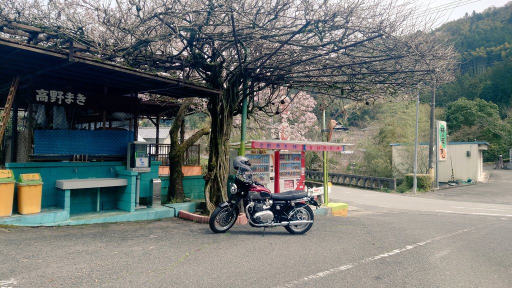 arayaswallow's tweet photo. 桜きれいでした。

かじかドライブインで海老の柿の葉寿司買って帰りました。 https://t.co/PfAqZVILDq